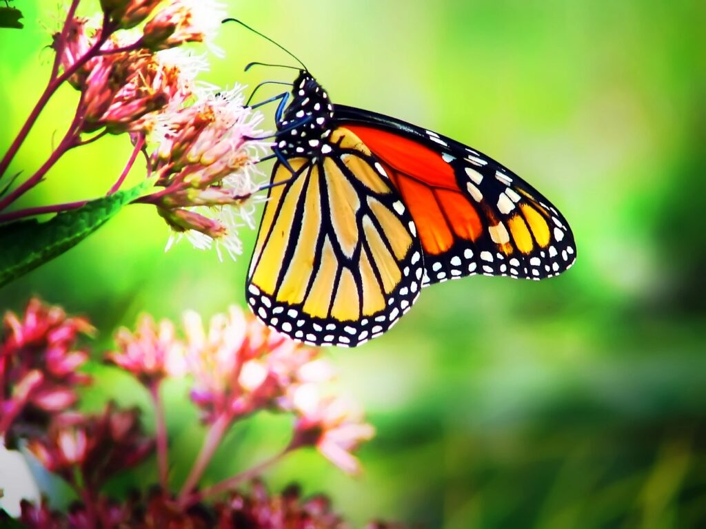 butterfly on milkweed flower 1 1